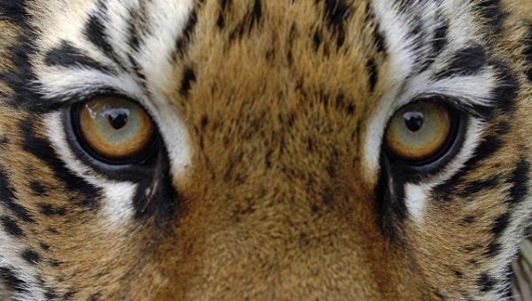 В Петербурге из зоопарка сбежала тигрица