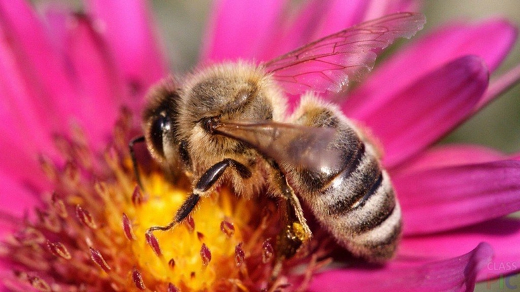 Ученые: пчелы получают удовольствие от кофеиновых цветов