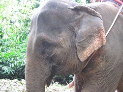 В Камбодже 11 слонов провалились в воронку от бомбы