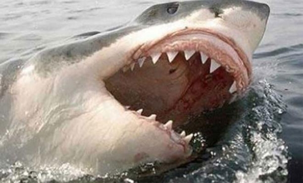 Огромная тварь перекусила белую акулу пополам. Кто это мог быть? На пляж больше ни ногой!