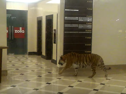 В торговый центр Хабаровска забрёл амурский тигр: видео