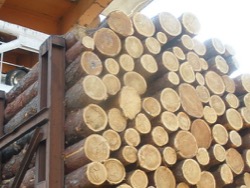 В Украине исчезает деревообрабатывающий бизнес
