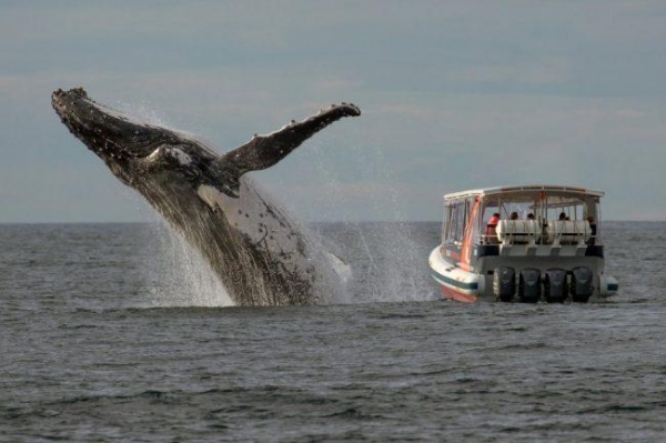 Модифицированные киты могут прервать судоходство во всём мире