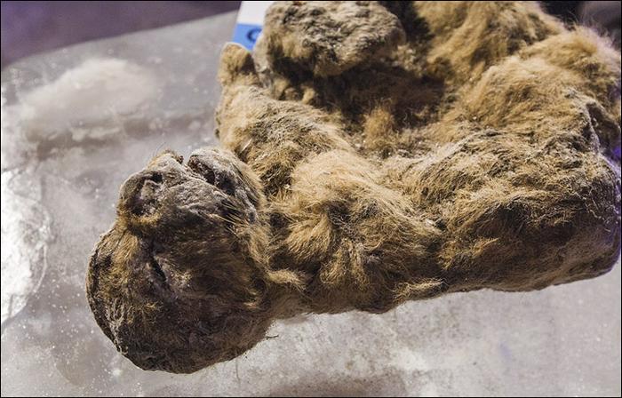 В Якутии нашли замерзшего львенка, которому больше 20 тысяч лет