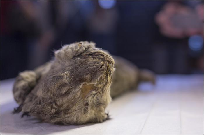 В Якутии нашли замерзшего львенка, которому больше 20 тысяч лет