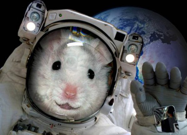 20 мышей проведут три месяца в космосе