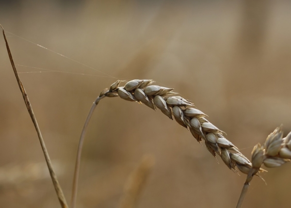 В мире потребление зерновых в пищу вырастет на 13% - прогноз