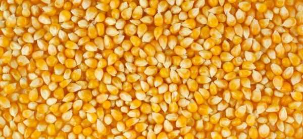 В 2019-20 МГ потребление кукурузы в мире вырастет до 1,15 млрд. тонн