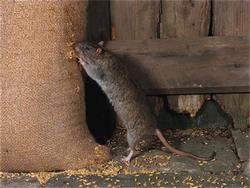 В Украине "мыши съели" 2700 вагонов зерна