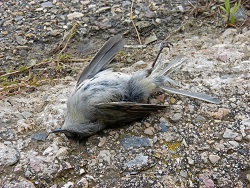 В Италии в канун Нового года пошел "дождь" из мертвых птиц