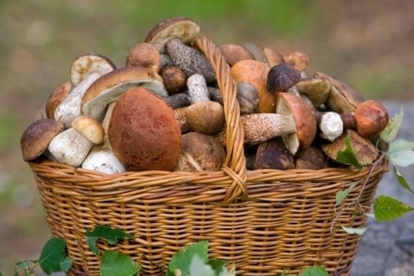 Уголовка за грибы: в России ужесточены правила сбора грибов, ягод и березового сока