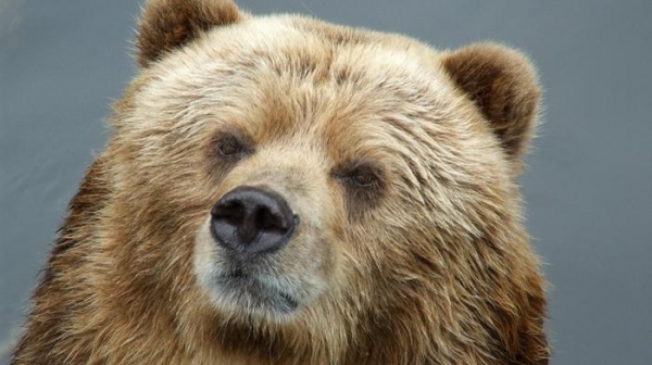 Новосибирец, раненный голодной медведицей, рассказал, как ему удалось спастись в парке "Ергаки"