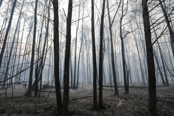 Лесной пожар в Свердловской области вплотную подошел к городам