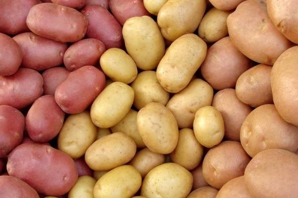 Аграрии предупредили о риске нехватки картофеля